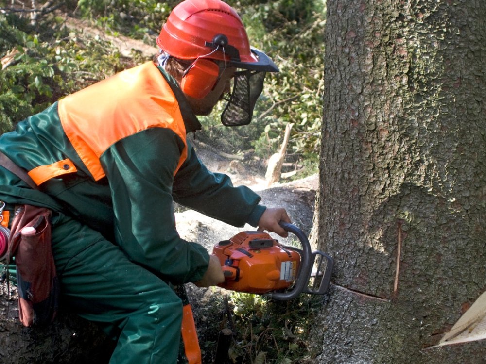 Tree Trimming About