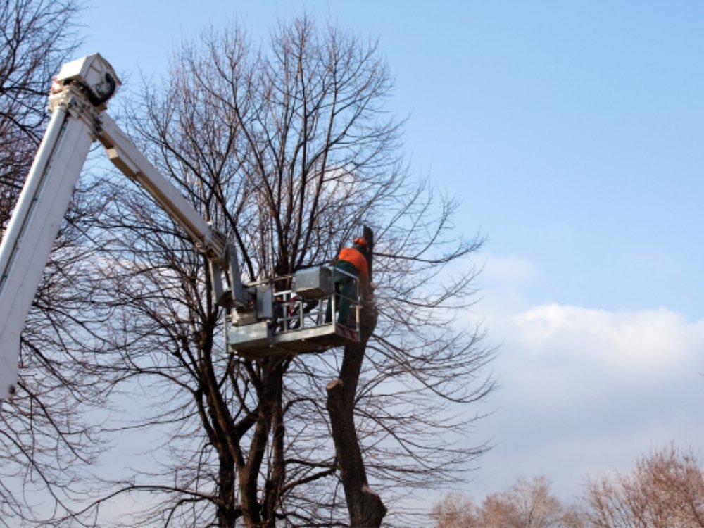 Tree Pruning About