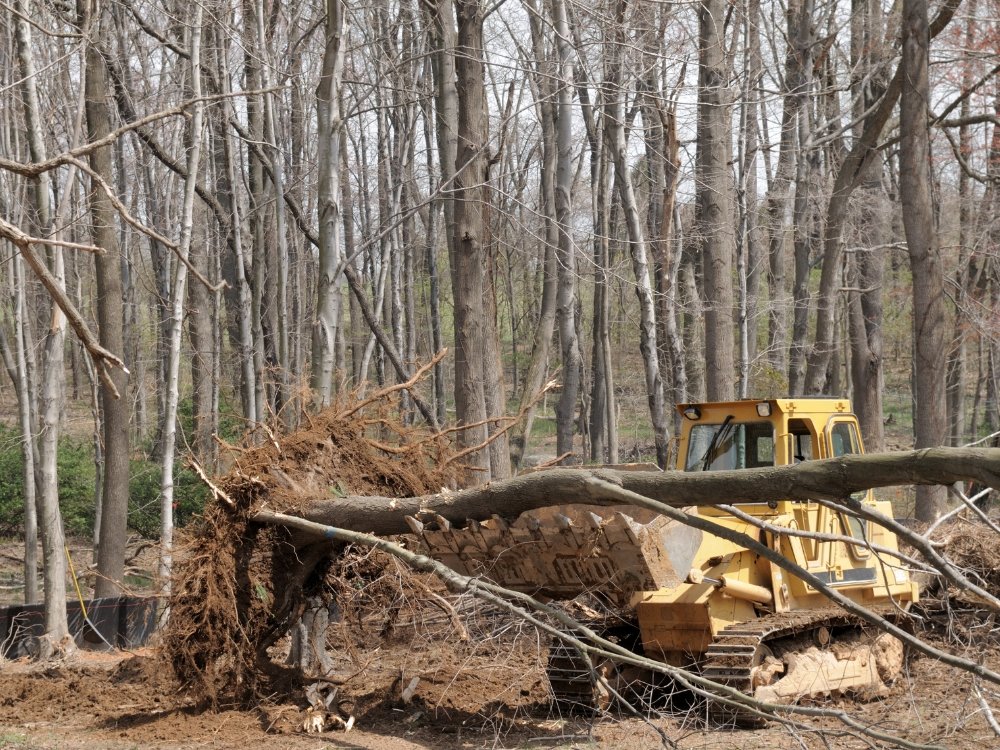 Lot Clearing Services about